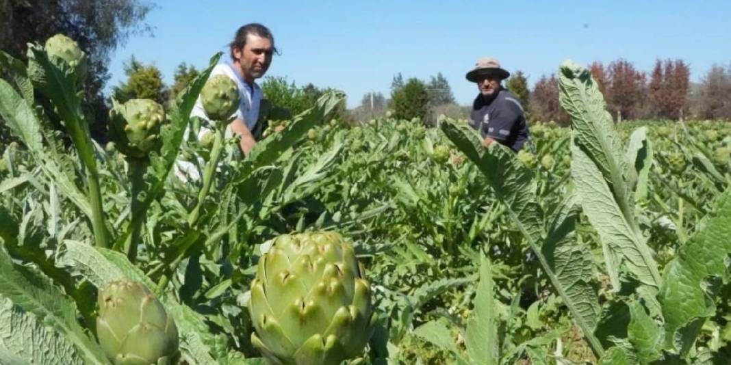 Karaciğer dostu üründe hasat sürüyor! Yılda 11.000 ton ürün elde ediliyor 1
